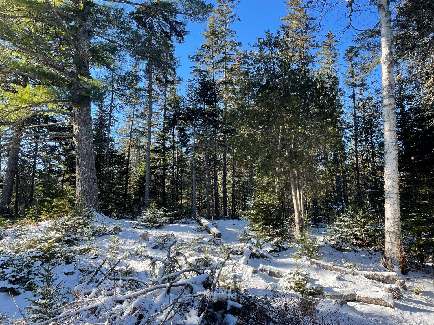 0 Juniper Ledge Road Bar Harbor, ME 04609 - Photo 3 of 14 IMG_1156