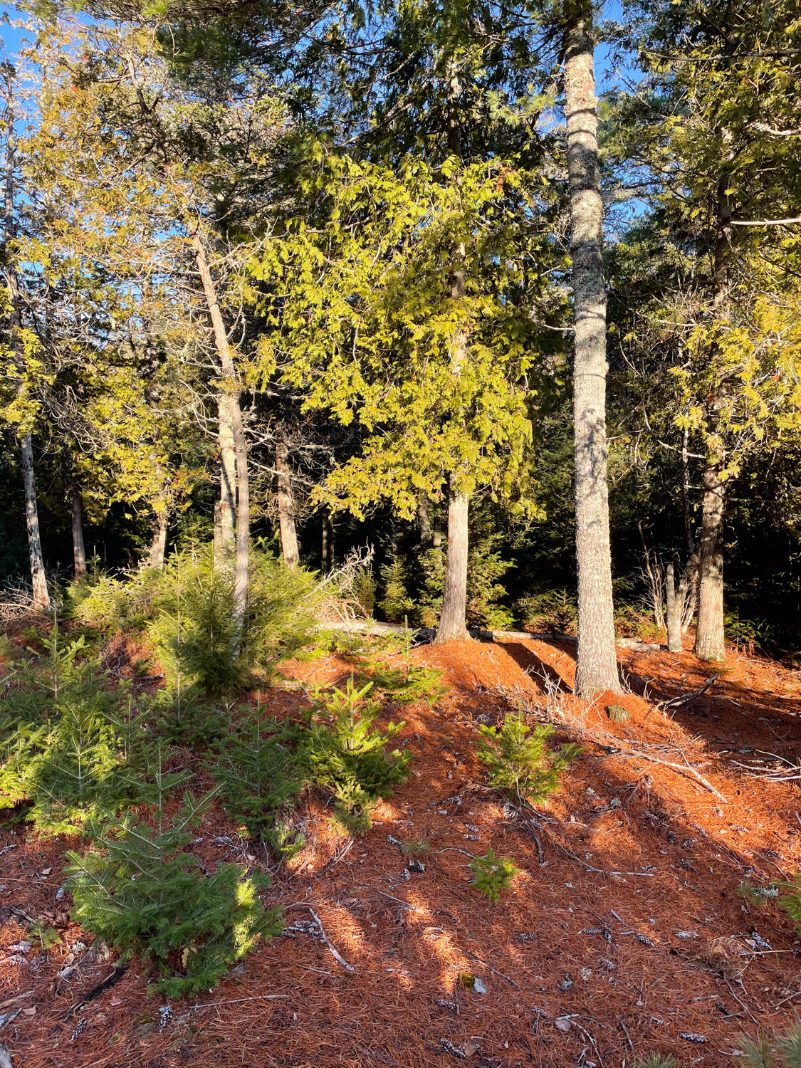 0 Juniper Ledge Road Bar Harbor, ME 04609 - Photo 4 of 14 IMG_1108