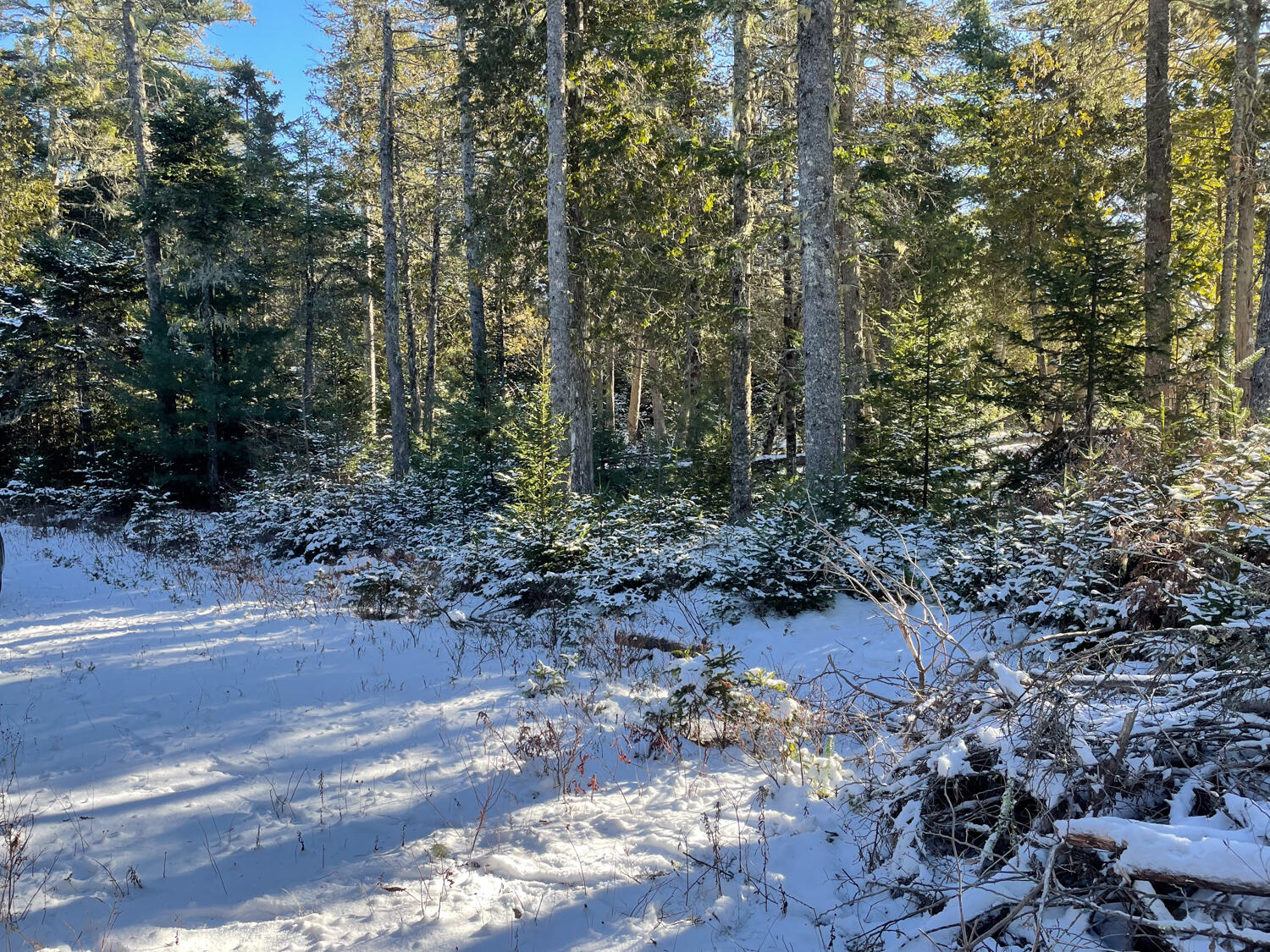 0 Juniper Ledge Road Bar Harbor, ME 04609 - Photo 5 of 14 IMG_1160