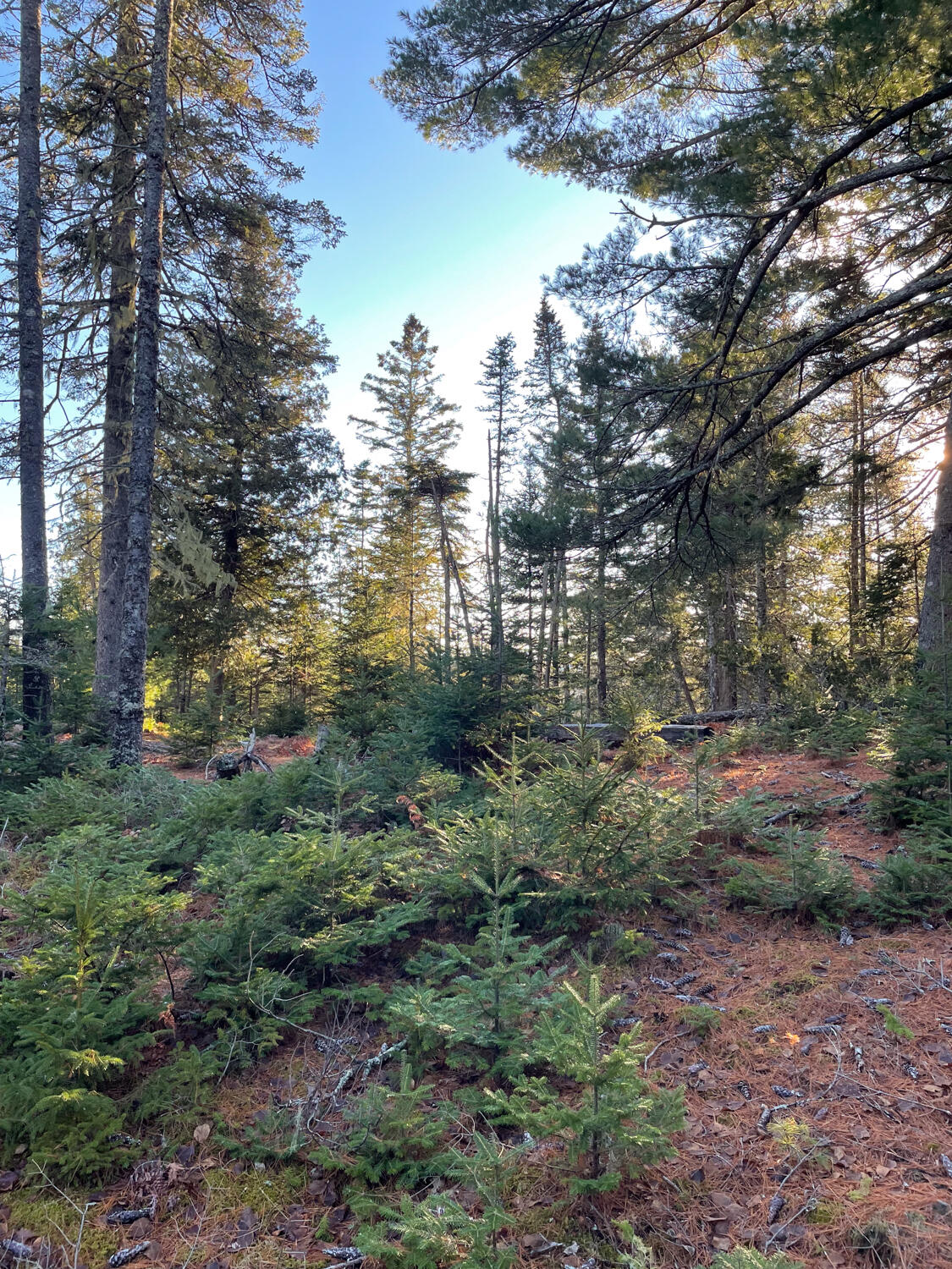 0 Juniper Ledge Road Bar Harbor, ME 04609 - Photo 6 of 14 IMG_1098