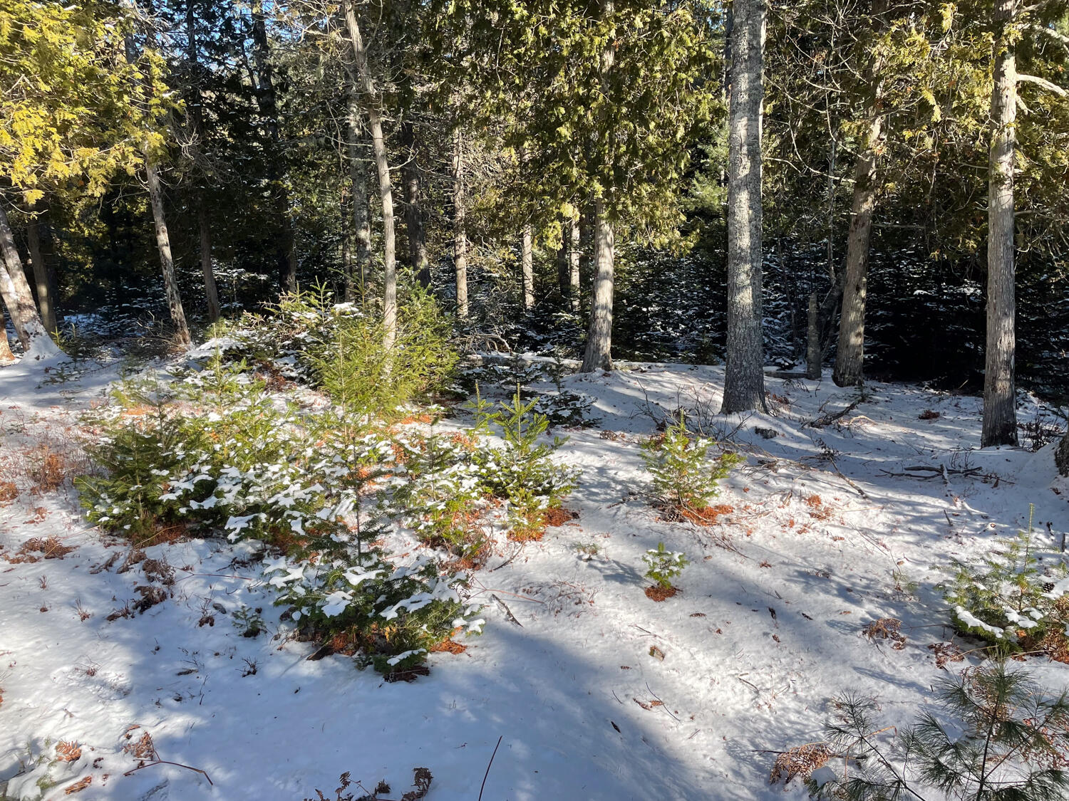 0 Juniper Ledge Road Bar Harbor, ME 04609 - Photo 8 of 14 IMG_1164