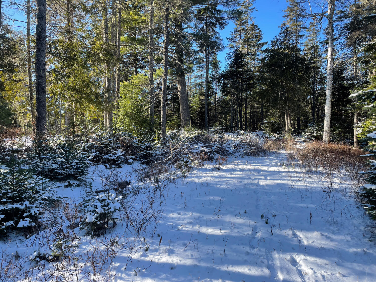 0 Juniper Ledge Road Bar Harbor, ME 04609 - Photo 10 of 14 IMG_1167
