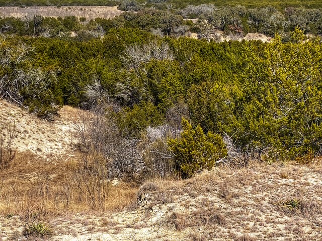 0 County Road 2699 Lometa, TX 76853 - Photo 12 of 35 a view of a yard with plants and trees