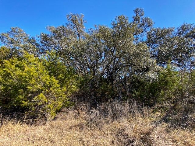 0 County Road 2699 Lometa, TX 76853 - Photo 31 of 35 a view of a forest with a tree in the background