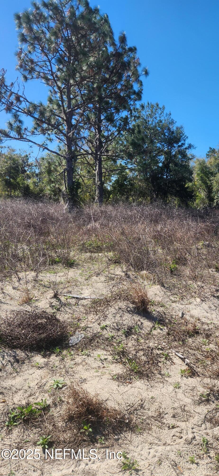 427 River Hill Welaka, FL 32193 - Photo 5 of 15 a view of a yard