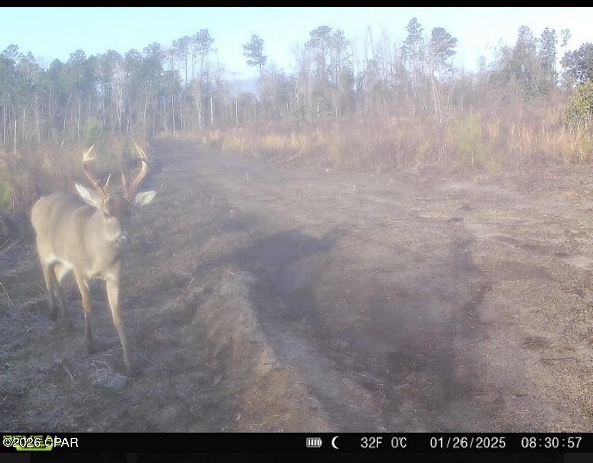 Tbd Sinai Road Sneads, FL 32460 - Photo 20 of 24