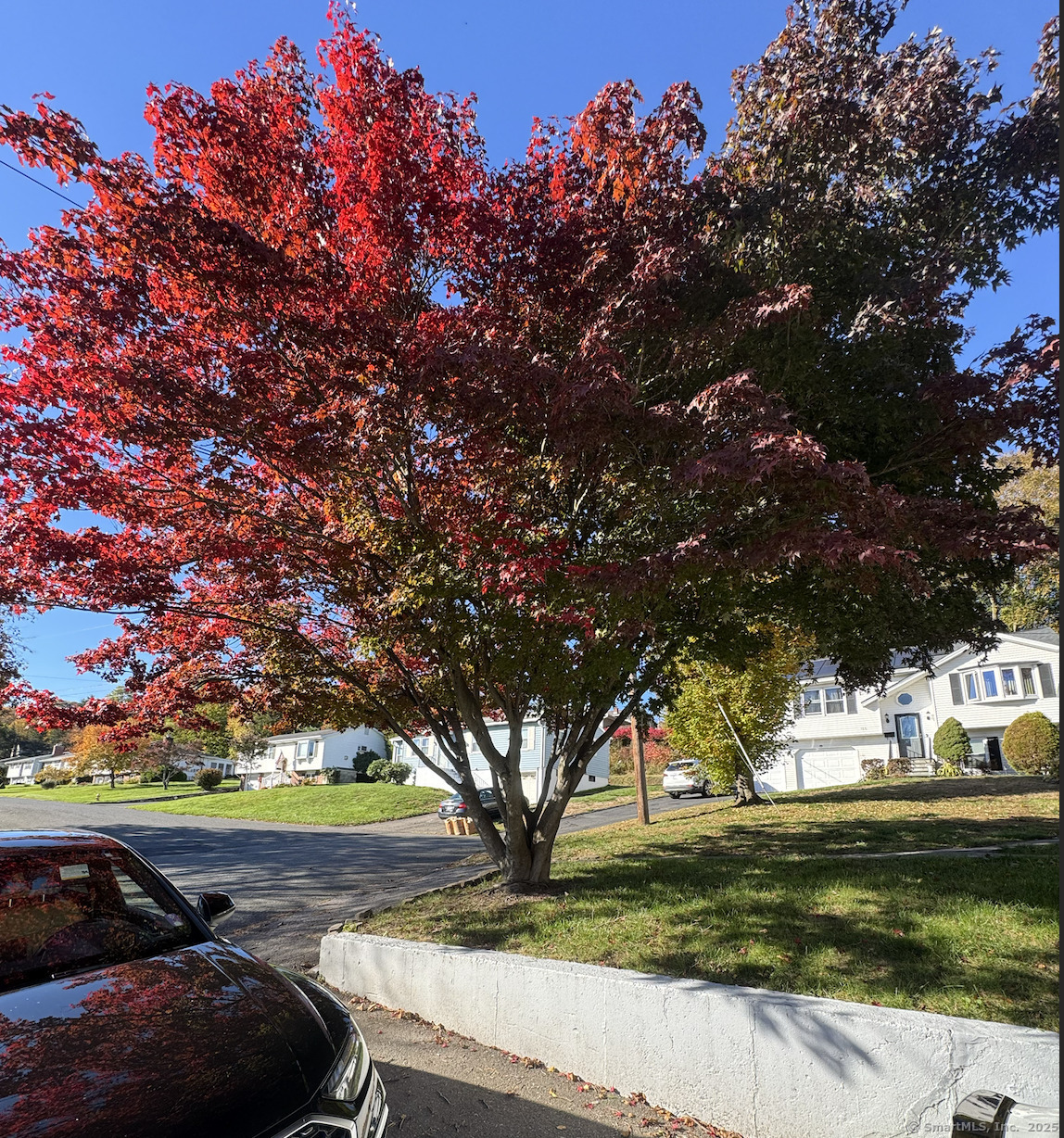 100 Media Avenue, Unit 1 Waterbury, CT 06708 - Photo 9 of 9 a view of yard with tree s