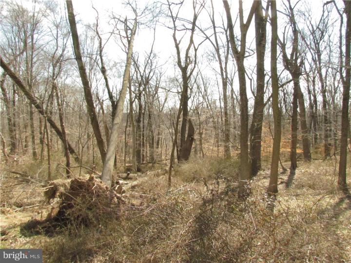 2122 Colony Road Jamison, PA 18929 - Photo 14 of 14 a view of a yard with trees in the background