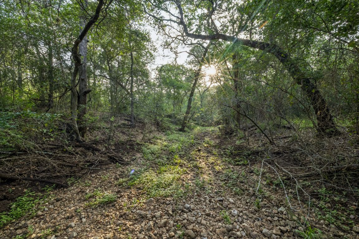 9611 Wilke Road Kingsbury, TX 78638 - Photo 15 of 23 a view of a forest with trees in the background