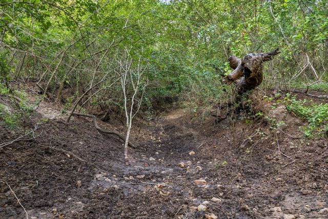 a view of a forest with a tree