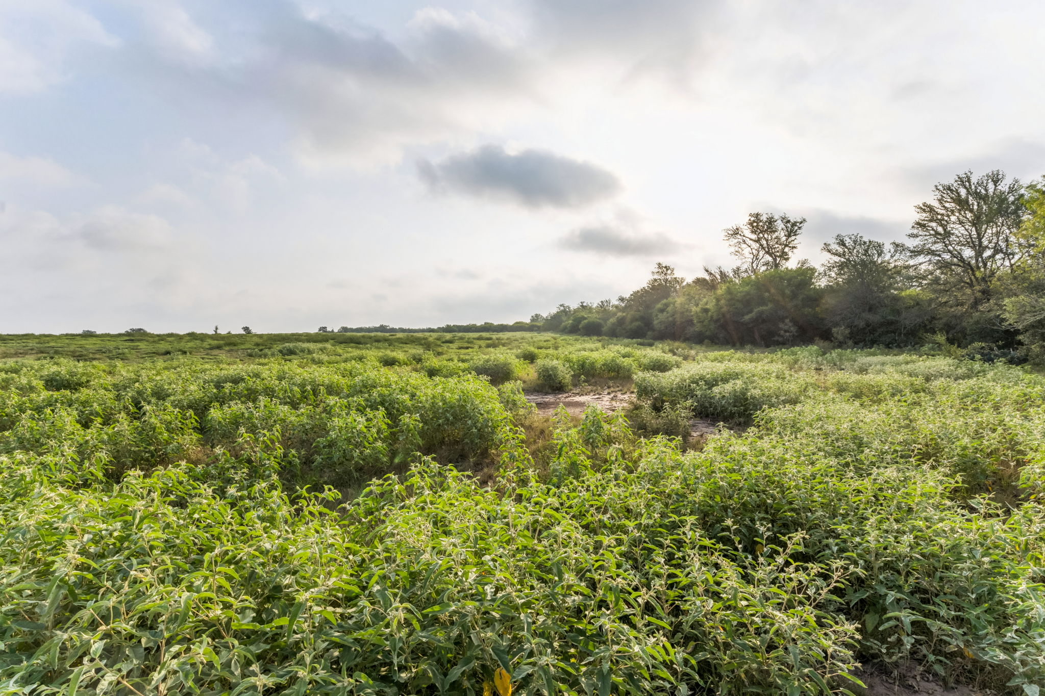 9611 Wilke Road Kingsbury, TX 78638 - Photo 6 of 23 a view of a green field with lots of bushes