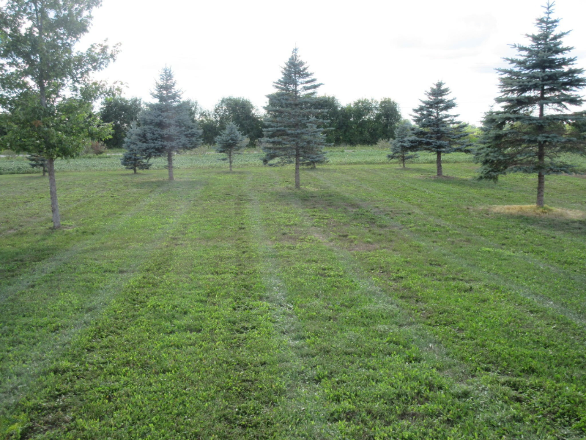 130 North Hale Road Twining, MI 48766 - Photo 26 of 73 IMG_7471