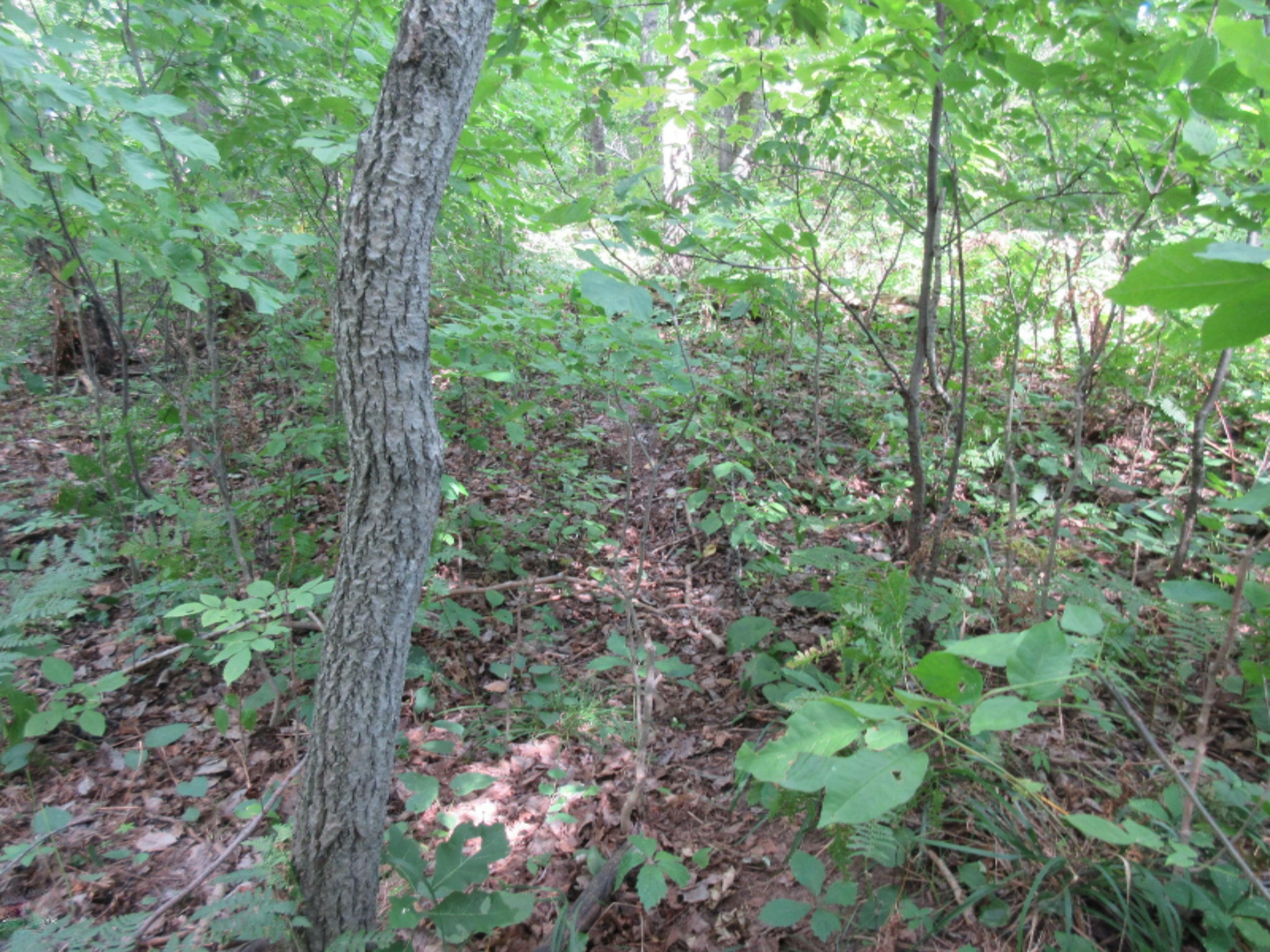130 North Hale Road Twining, MI 48766 - Photo 58 of 73 IMG_7399