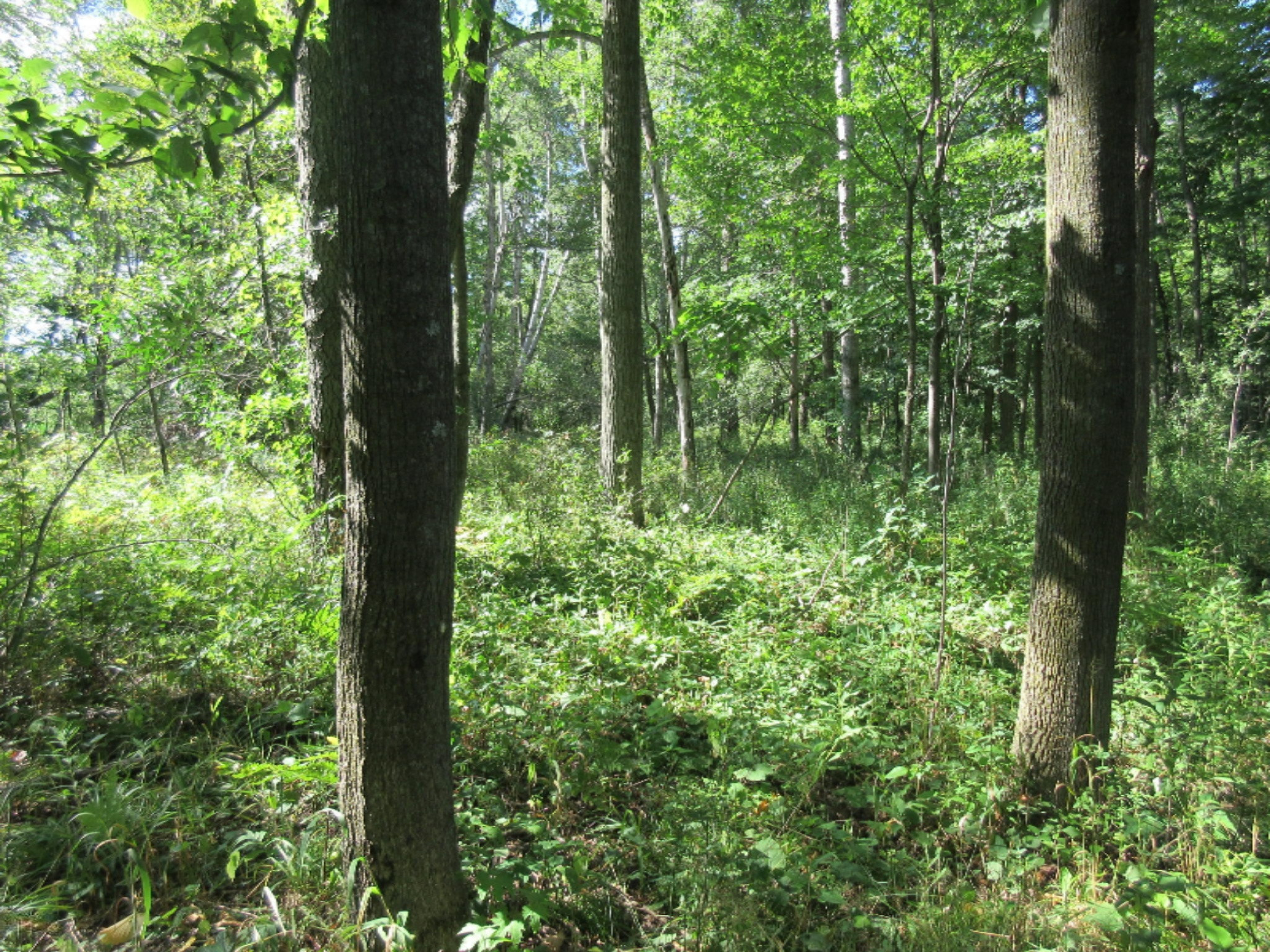 130 North Hale Road Twining, MI 48766 - Photo 70 of 73 IMG_7446