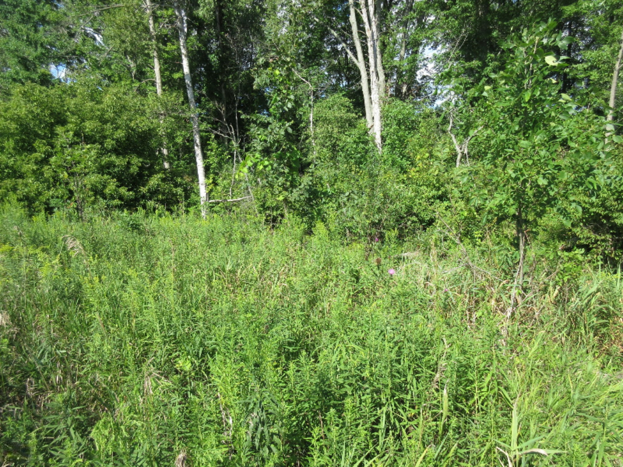 130 North Hale Road Twining, MI 48766 - Photo 72 of 73 IMG_7450