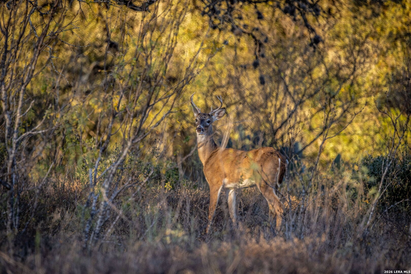19512 Tonkawa Pass Garden Ridge, TX 78266 - Photo 11 of 67 a view of under a tree