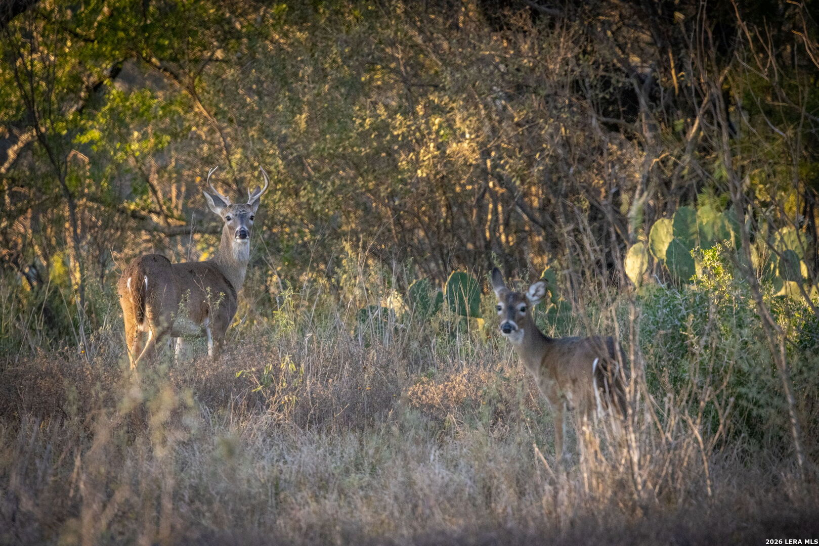 19512 Tonkawa Pass Garden Ridge, TX 78266 - Photo 14 of 67