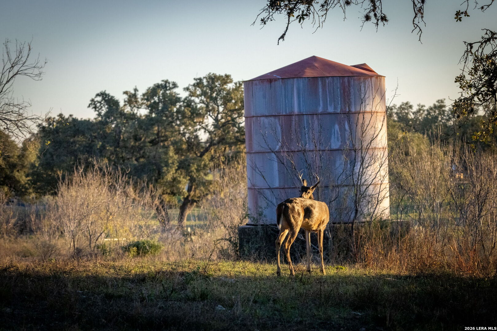 19512 Tonkawa Pass Garden Ridge, TX 78266 - Photo 16 of 67 a view of a yard with an outdoor space