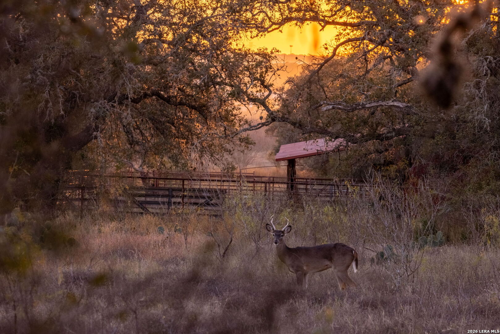 19512 Tonkawa Pass Garden Ridge, TX 78266 - Photo 19 of 67 a view of a yard