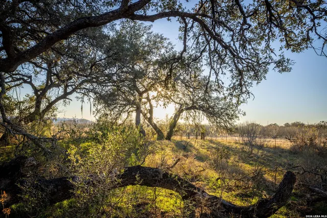a view of a yard with a tree
