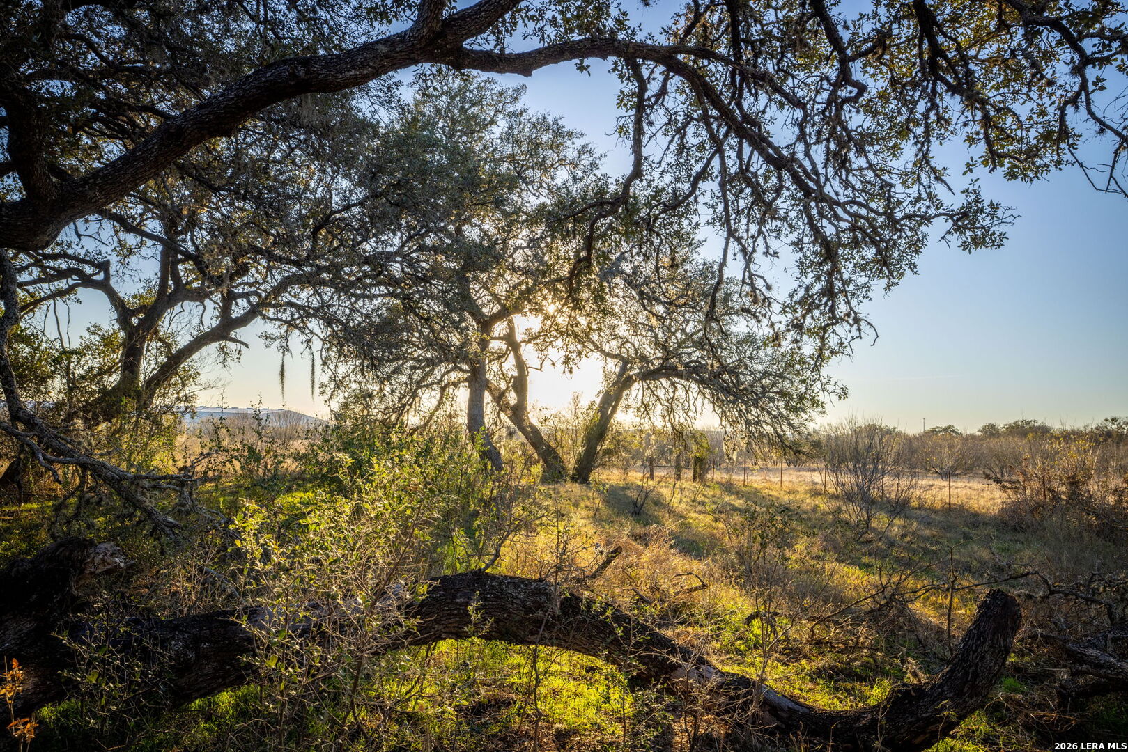 19512 Tonkawa Pass Garden Ridge, TX 78266 - Photo 22 of 67 a view of a yard
