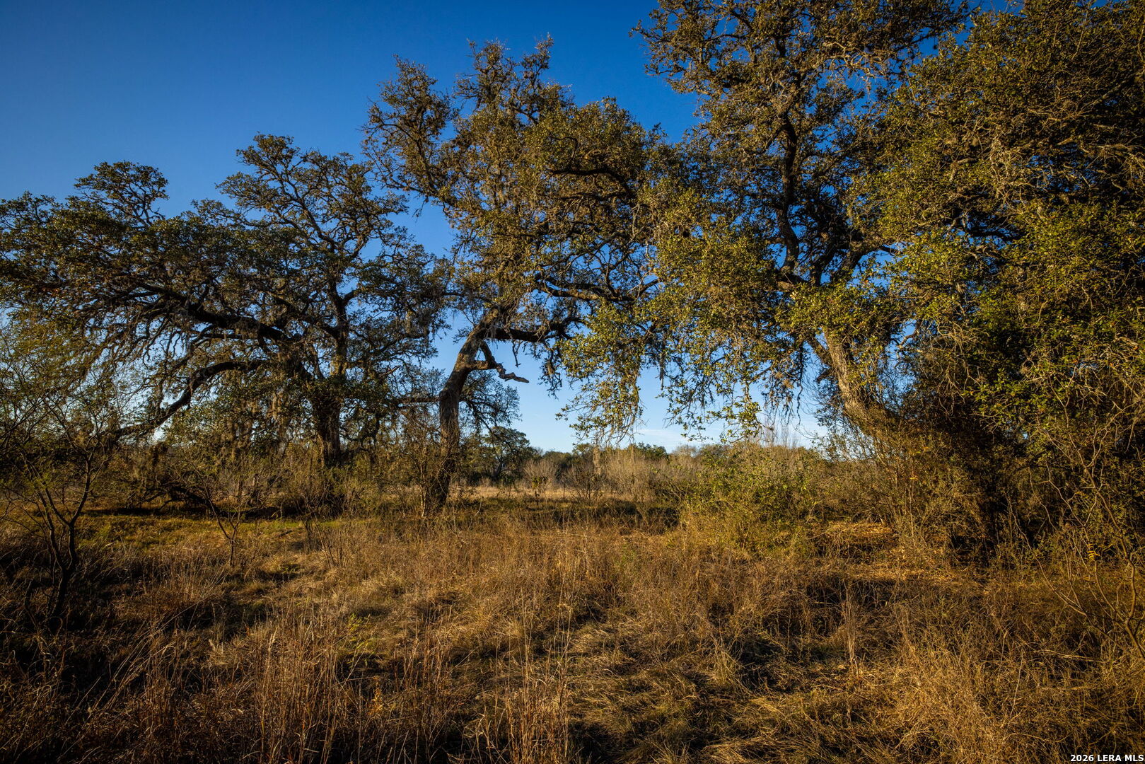 19512 Tonkawa Pass Garden Ridge, TX 78266 - Photo 26 of 67 a view of a tree