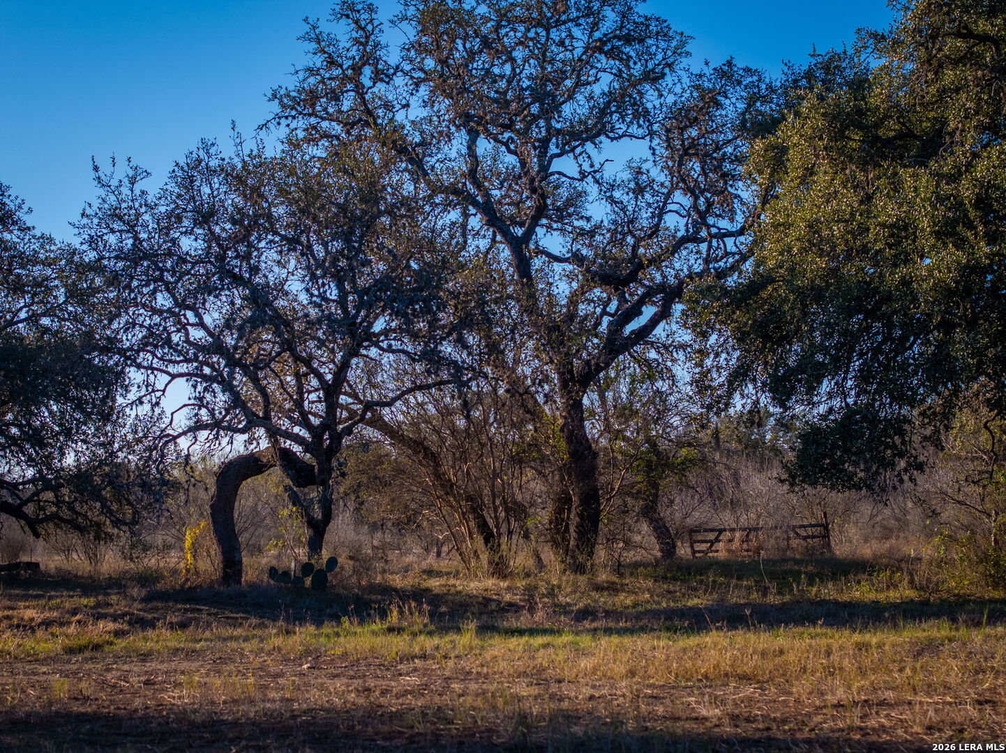19512 Tonkawa Pass Garden Ridge, TX 78266 - Photo 54 of 67 a view of a yard with large trees