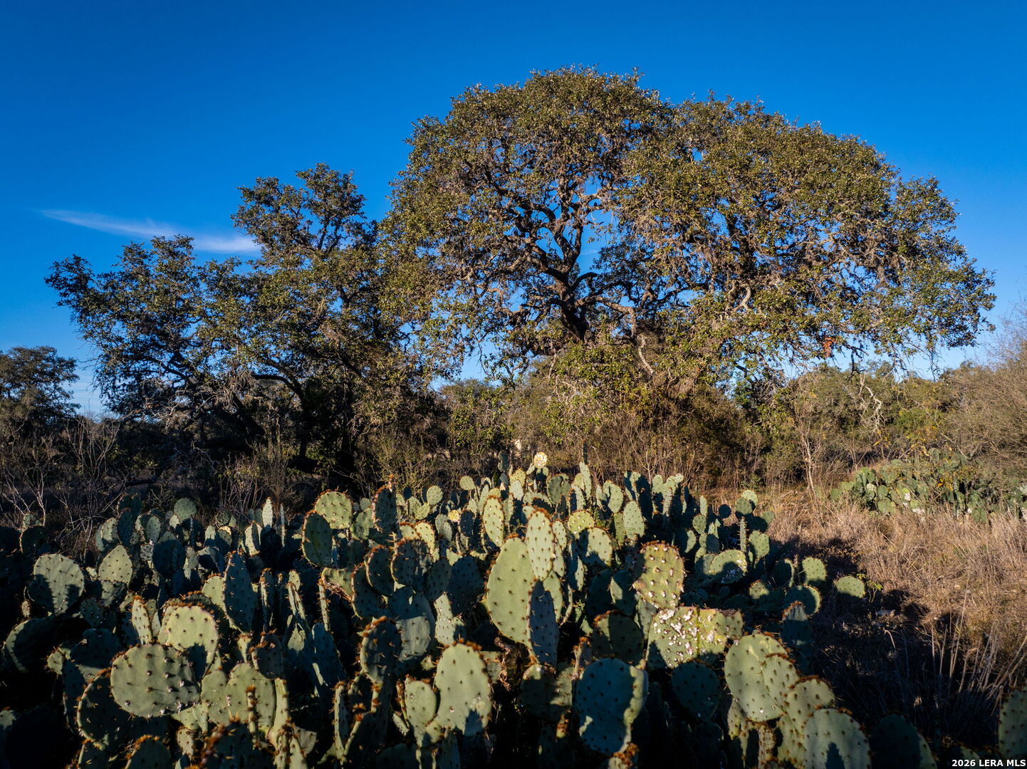 19512 Tonkawa Pass Garden Ridge, TX 78266 - Photo 58 of 67 a view of a bunch of trees