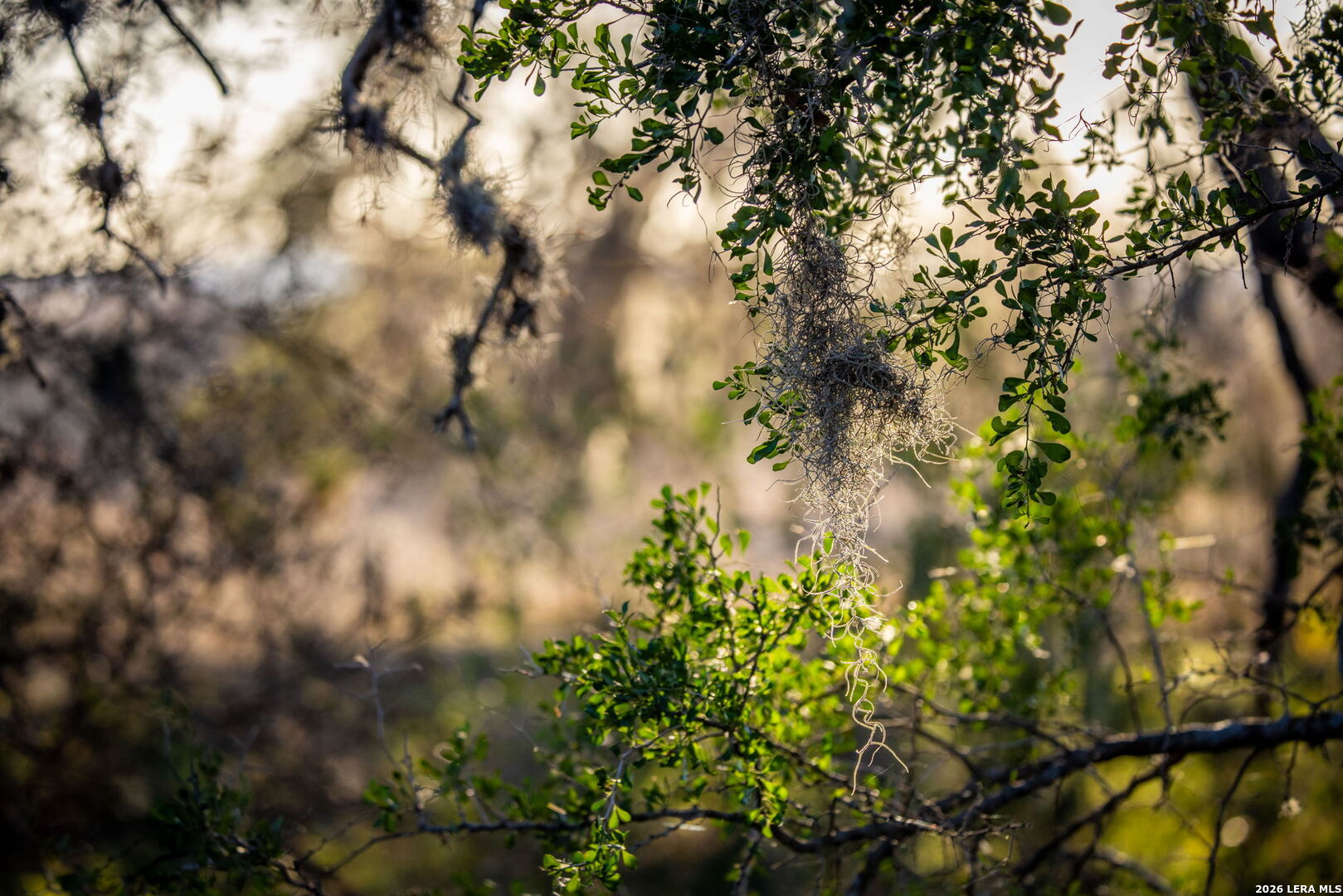 19512 Tonkawa Pass Garden Ridge, TX 78266 - Photo 6 of 67