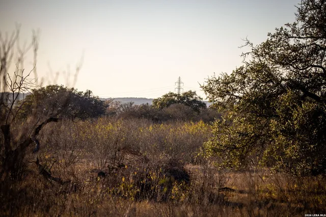 a view of under a tree