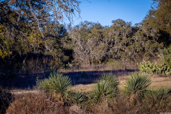 a view of a yard