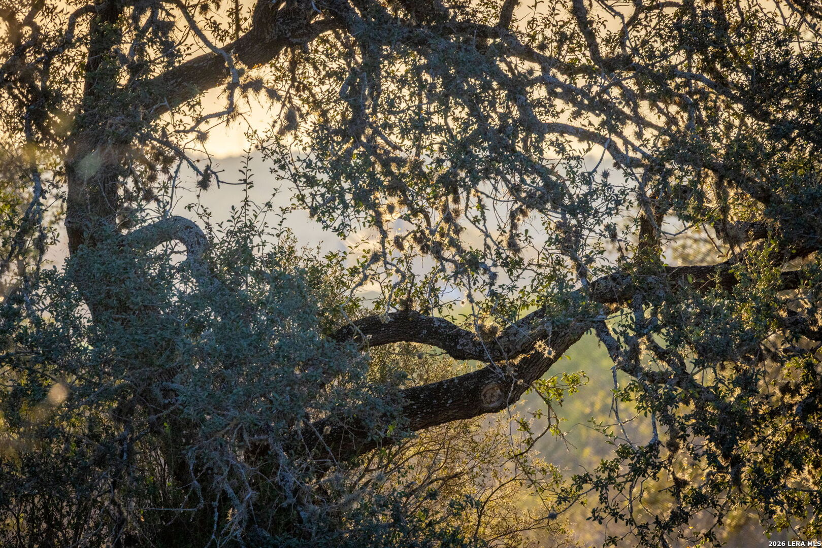 19512 Tonkawa Pass Garden Ridge, TX 78266 - Photo 10 of 67 a view of a tree in front of a house