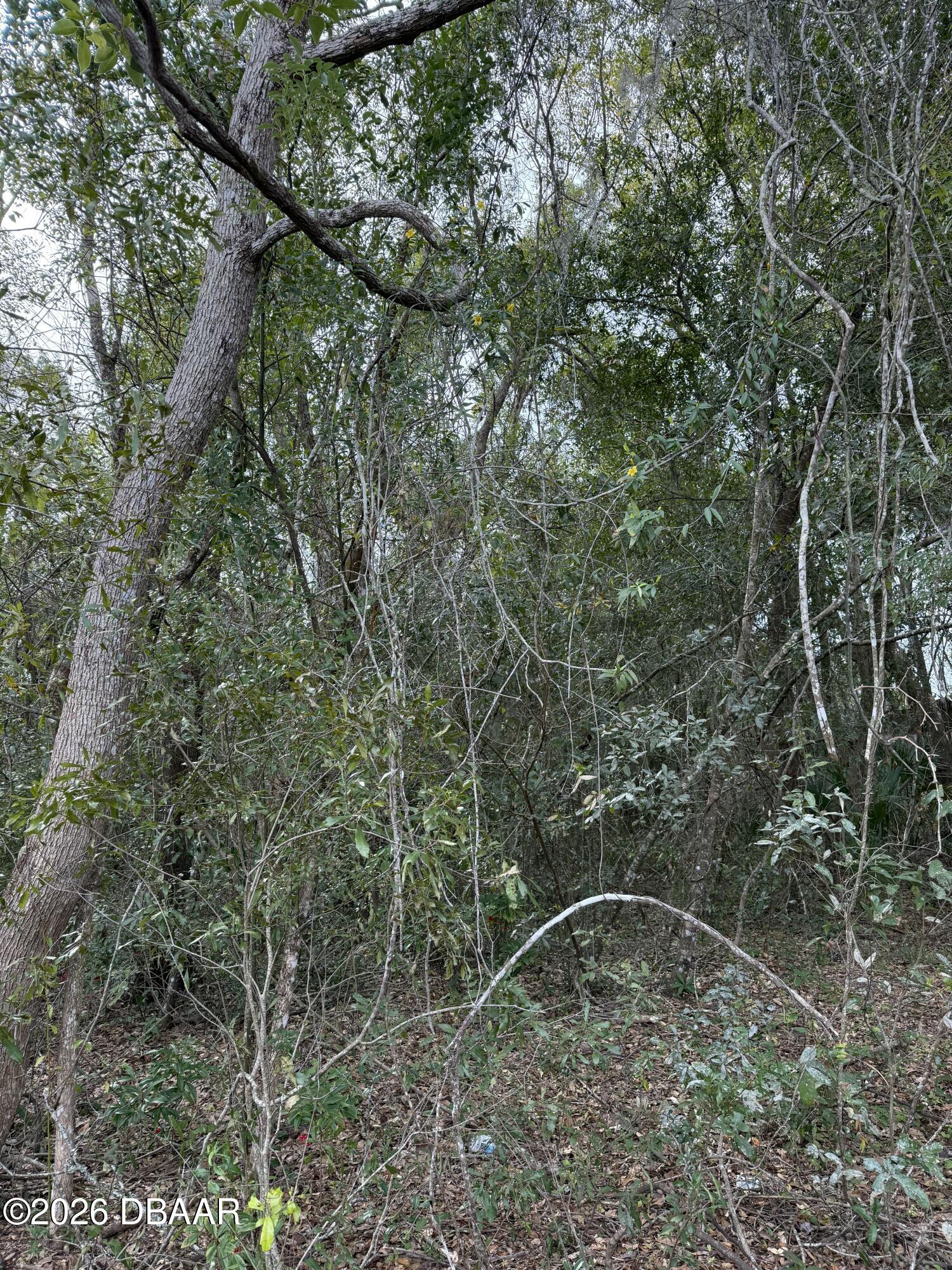 0 Huntington Road Crescent City, FL 32112 - Photo 3 of 15 a backyard of a house with lots of green space and trees