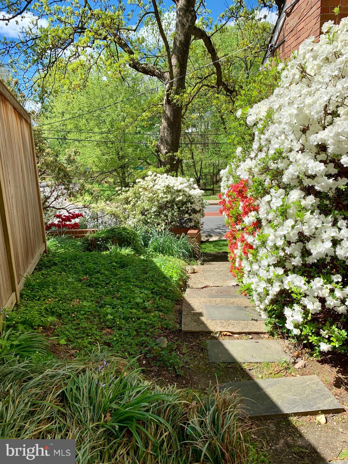 1007 West Braddock Road Alexandria, VA 22302 - Photo 40 of 55 a view of a yard with plants and large trees