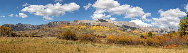 a view of a tree in a yard