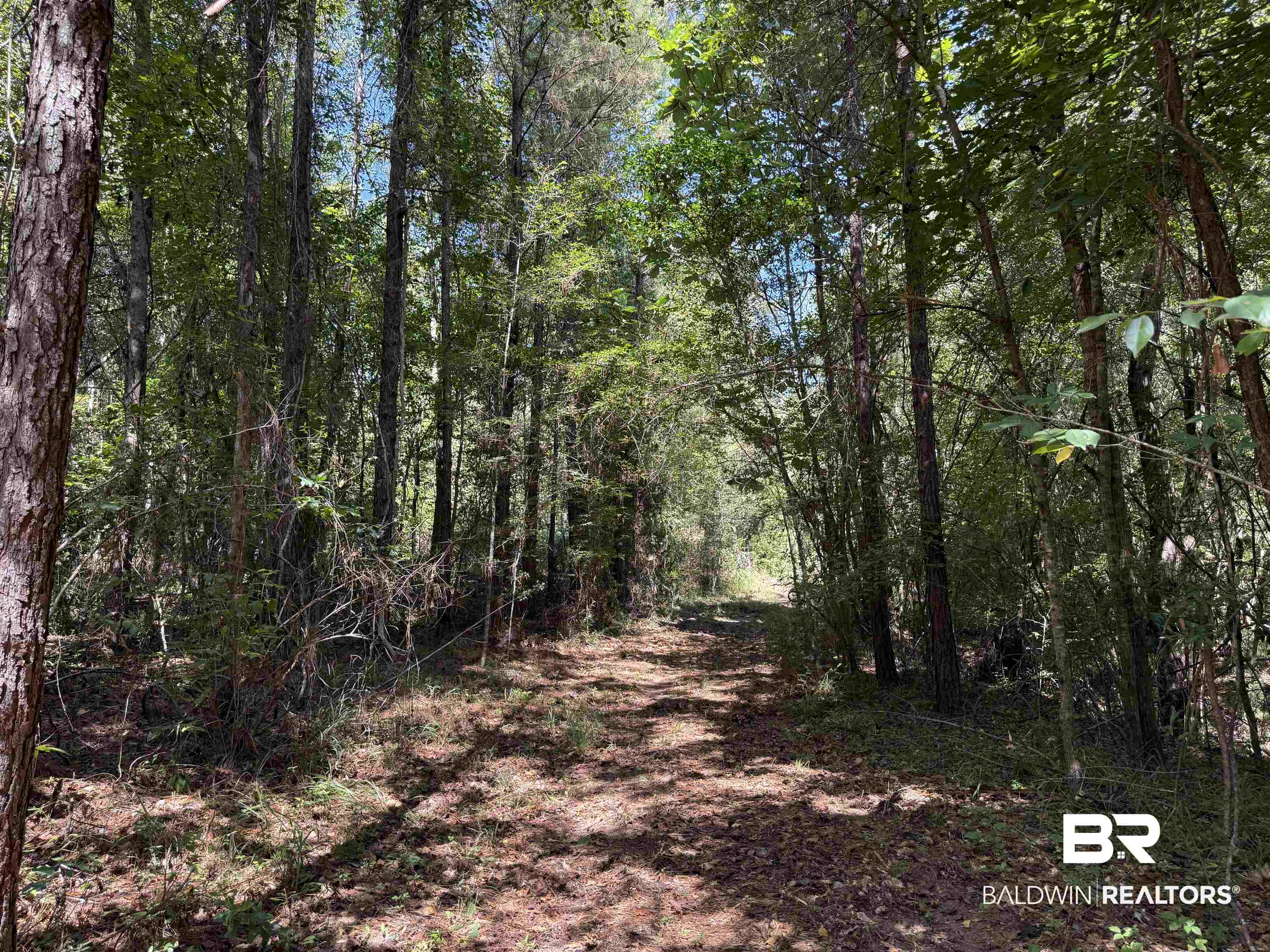 13850 Tallahatta Springs Road Thomasville, AL 36784 - Photo 13 of 27 View of wooded area