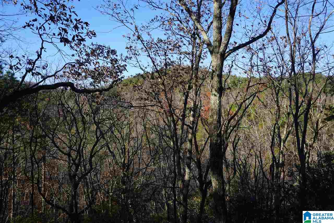 0 Whites Gap Road Jacksonville, AL 36265 - Photo 24 of 31