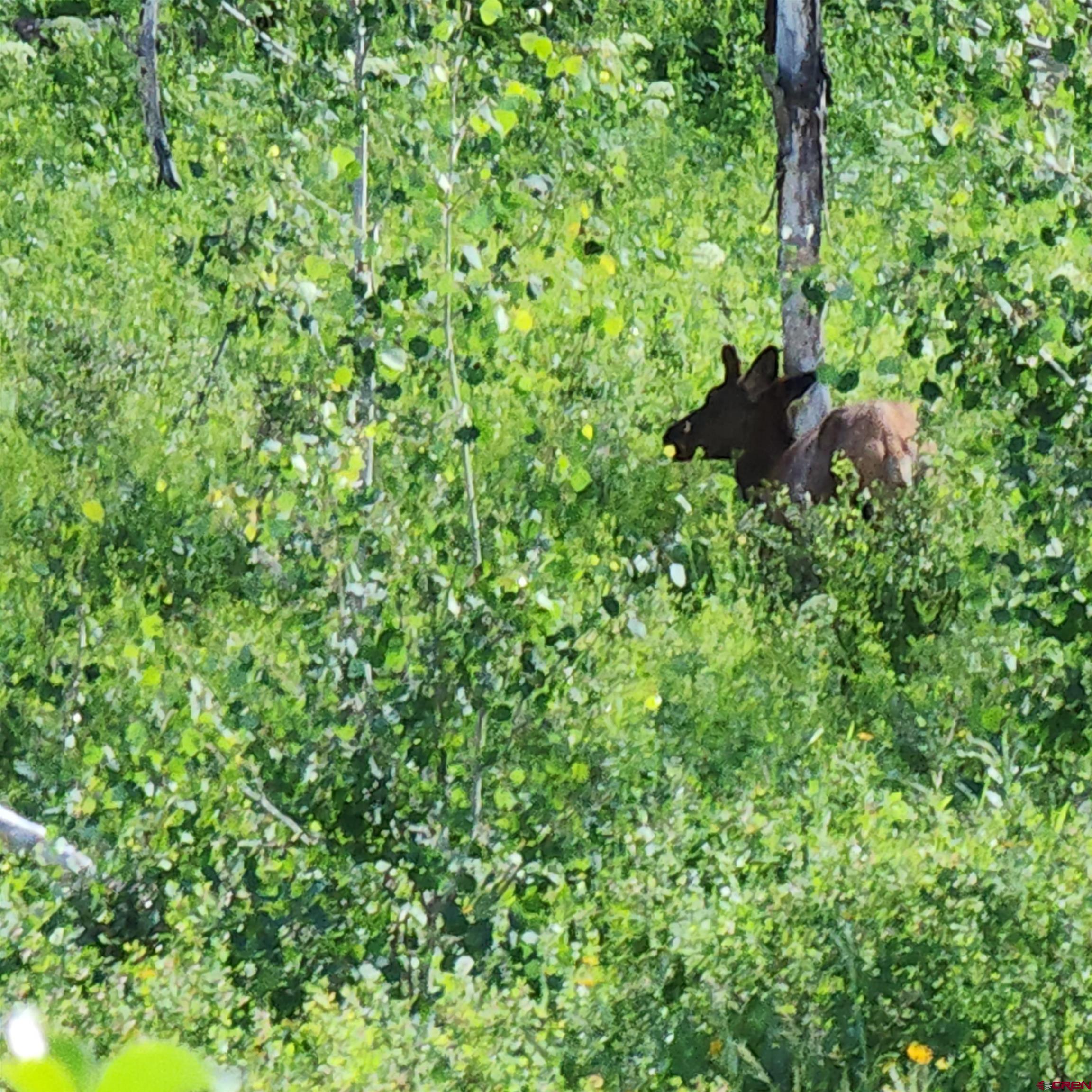 Tbd Zs (240 Acres) Road Whitewater, CO 81527 - Photo 12 of 24 a view of a lush green forest