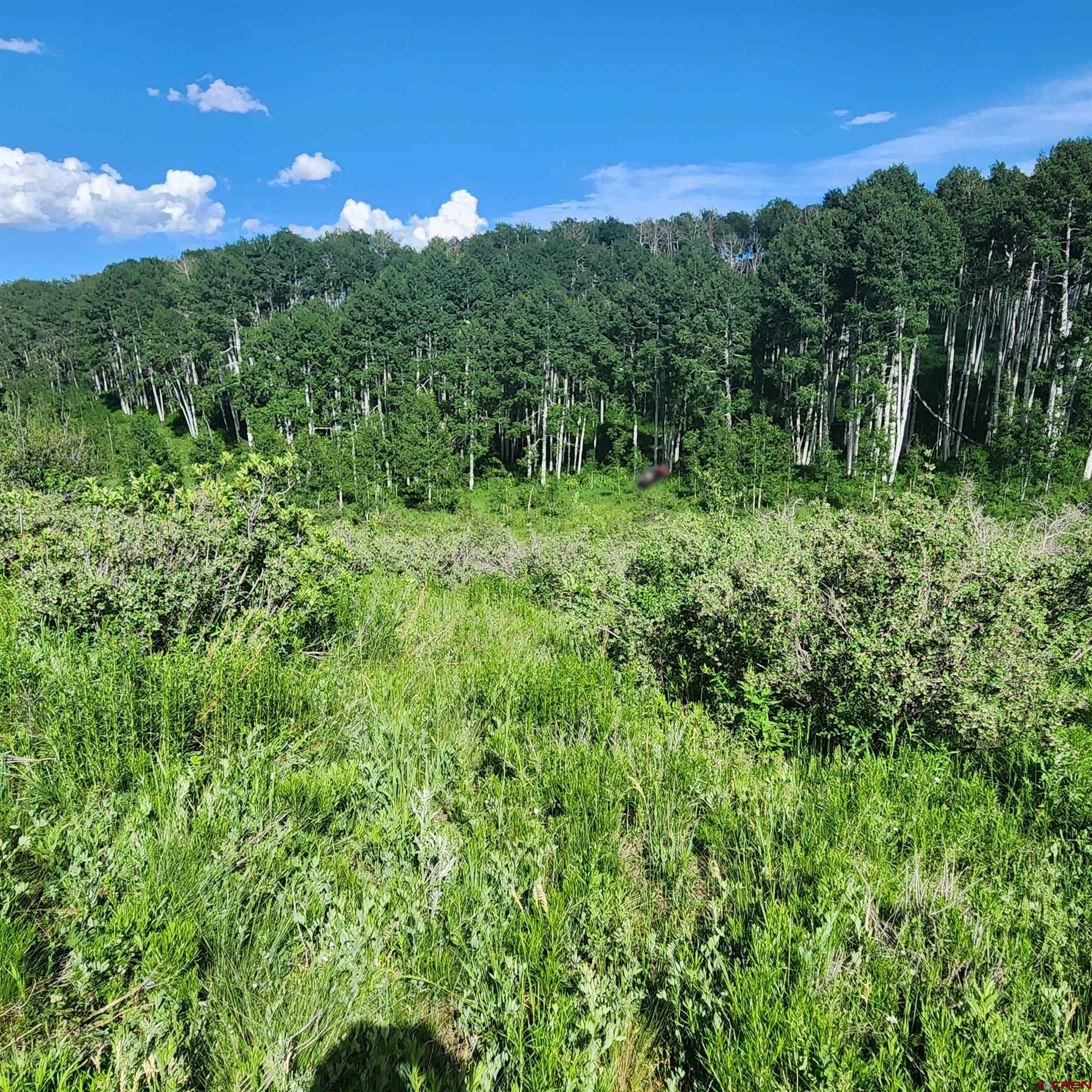 Tbd Zs (240 Acres) Road Whitewater, CO 81527 - Photo 13 of 24 a view of a lush green forest