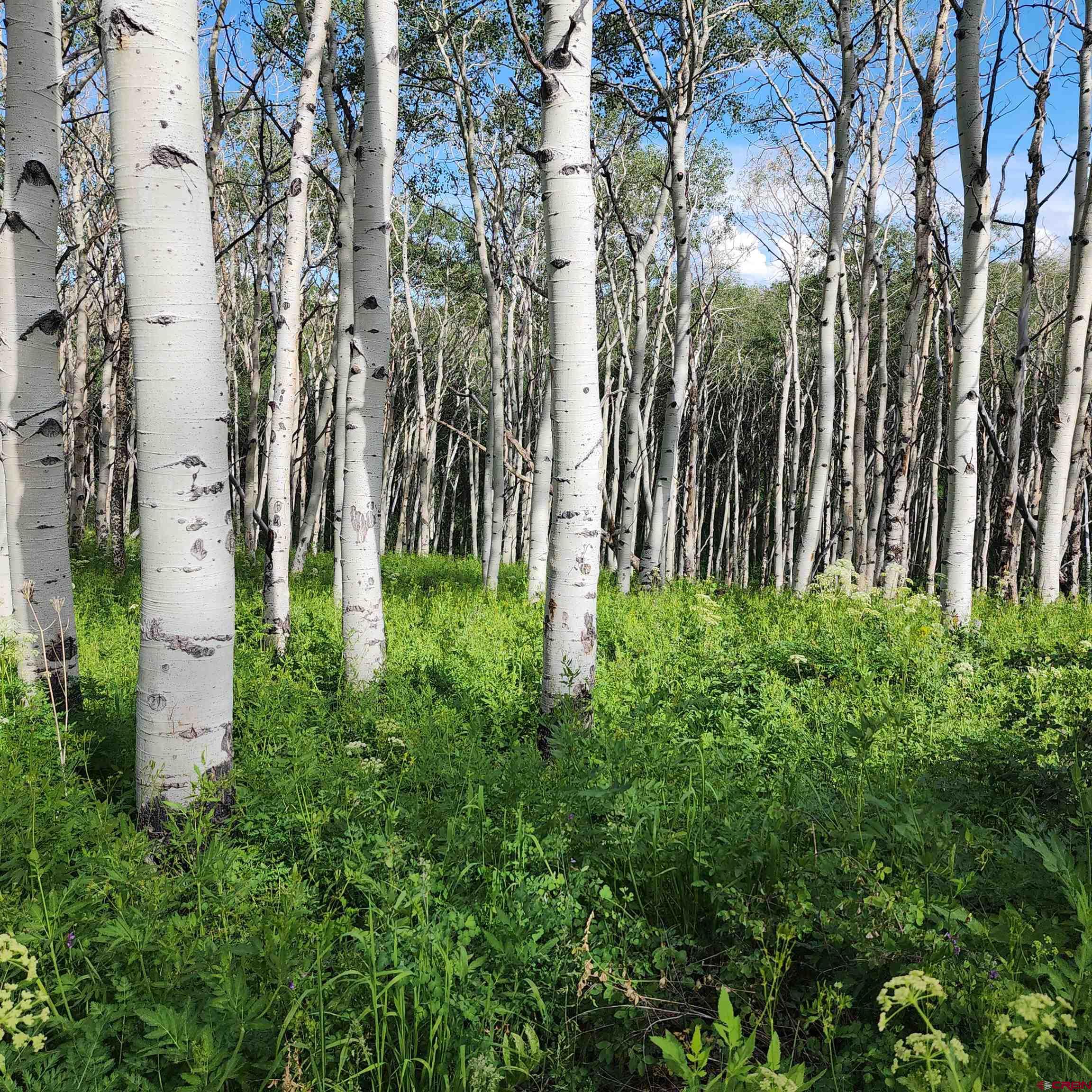 Tbd Zs (240 Acres) Road Whitewater, CO 81527 - Photo 20 of 24 a backyard of a house with lots of green space