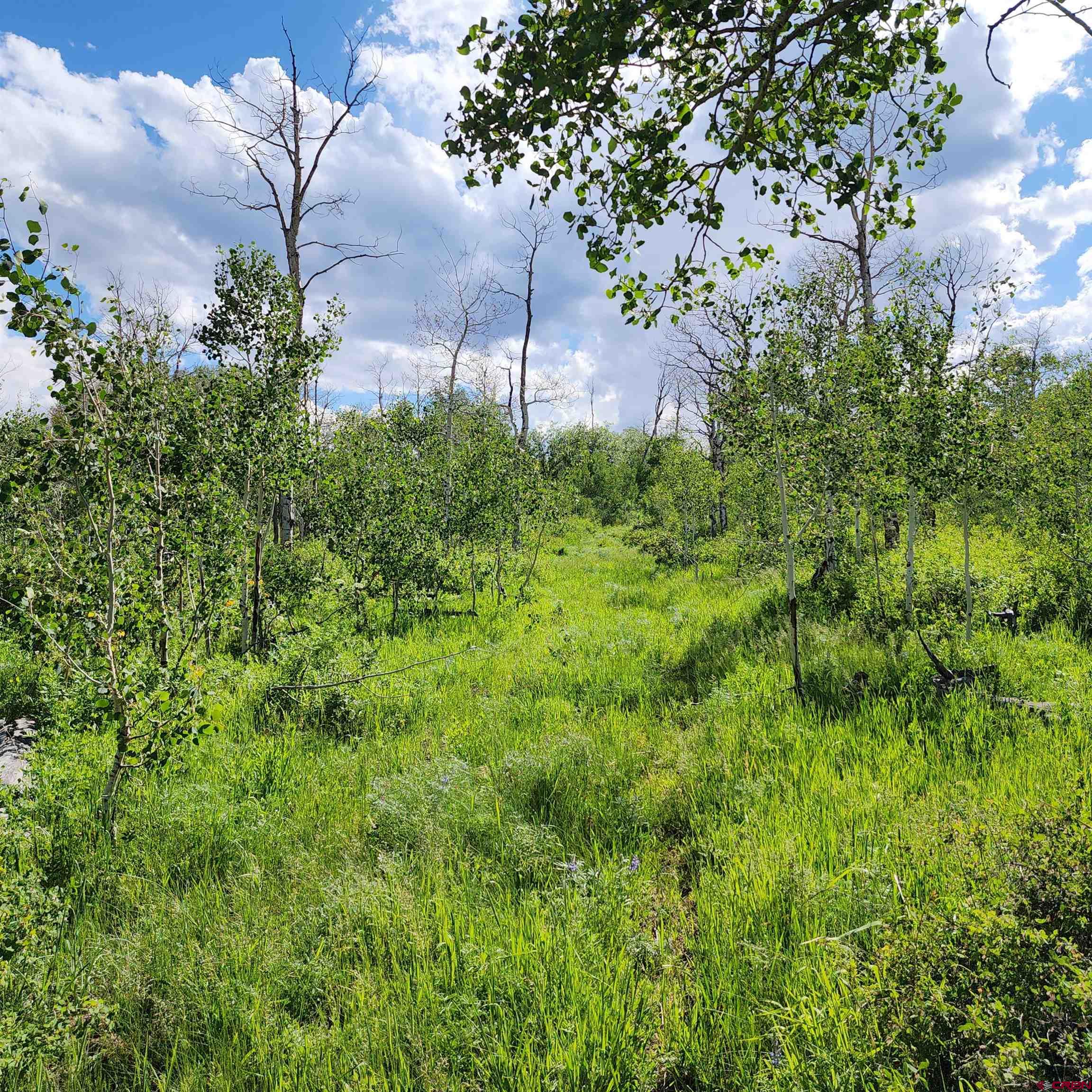 Tbd Zs (240 Acres) Road Whitewater, CO 81527 - Photo 7 of 24 a view of a garden with a tree