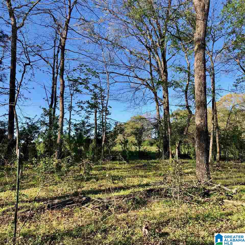 43-acres Wills Farm Road, Unit 43 ACRES Lincoln, AL 35096 - Photo 10 of 19