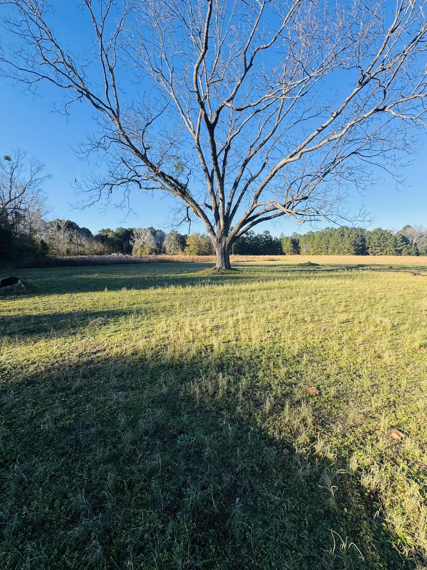 0 Bishopville Road St. George, SC 29477 - Photo 3 of 14 IMG_7292