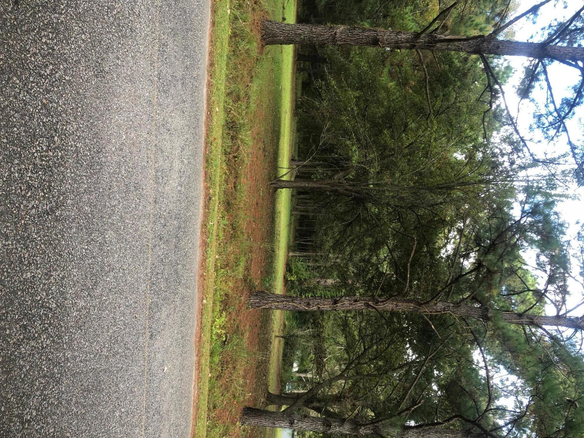 0 Pritchard Green Road Mount Pleasant, SC 29429 - Photo 4 of 4 IMG_0747