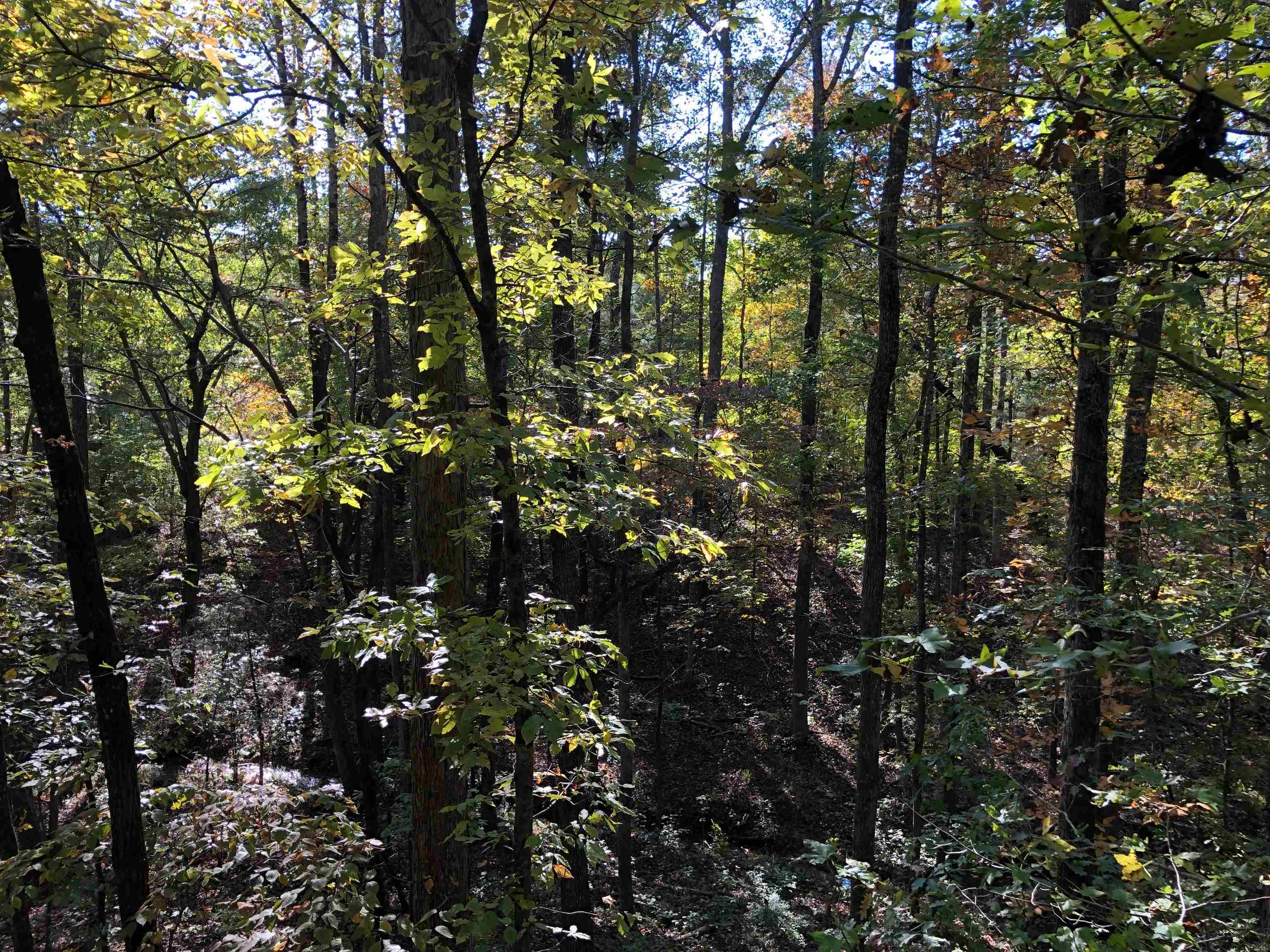 0 Gordon Road Forsyth, GA 31029 - Photo 1 of 1 a view of tree