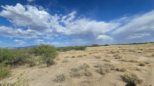 a view of a dry yard with lots of trees