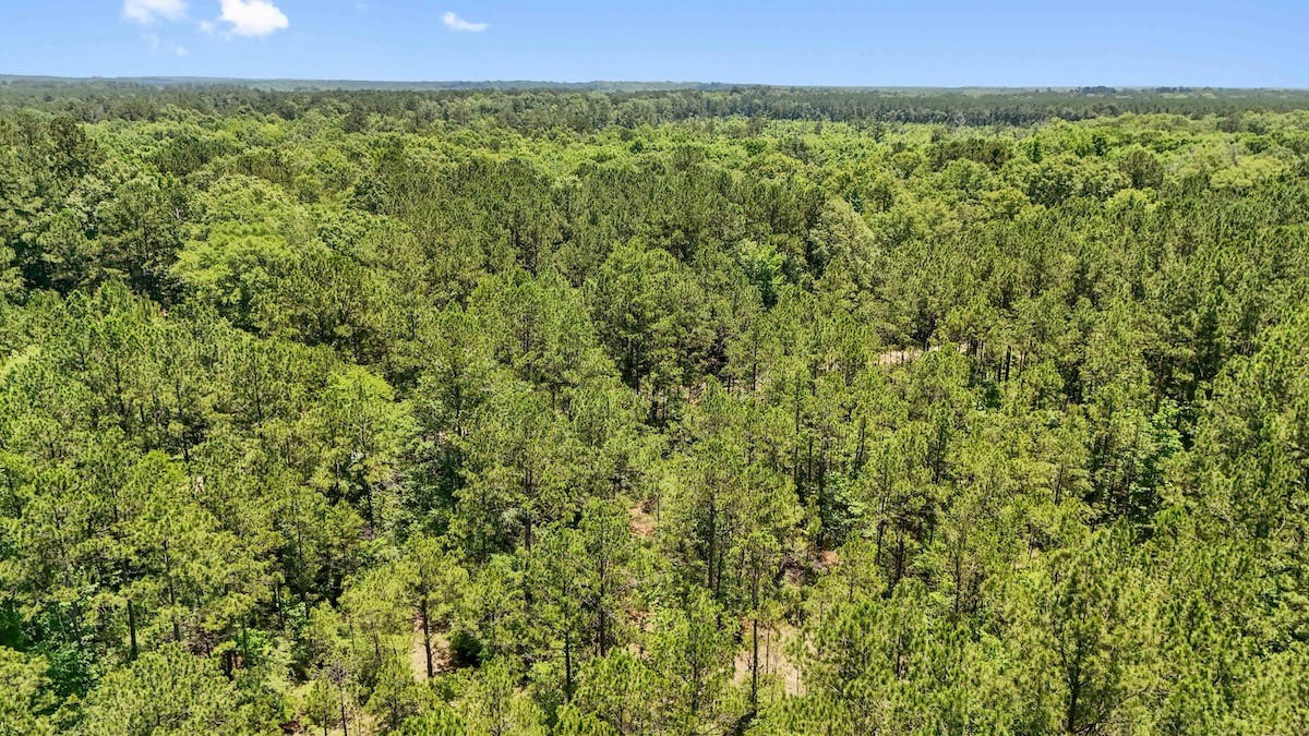 Tbd Hickman Road Burkeville, TX 75932 - Photo 37 of 45