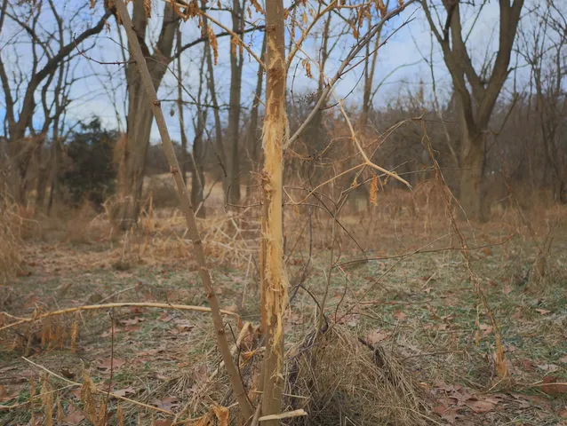 $315,000 | 0 North Mountain Lane, Freeport, IL 61032