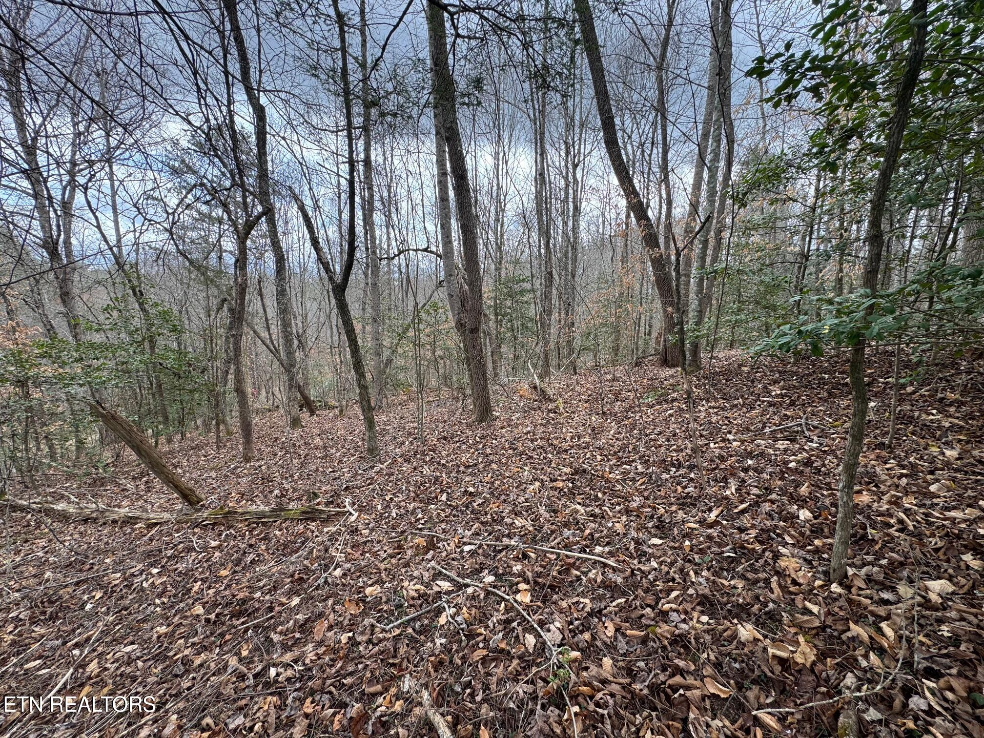 Honey Creek Loop Road Allardt, TN 38504 - Photo 11 of 11 honey creek 12