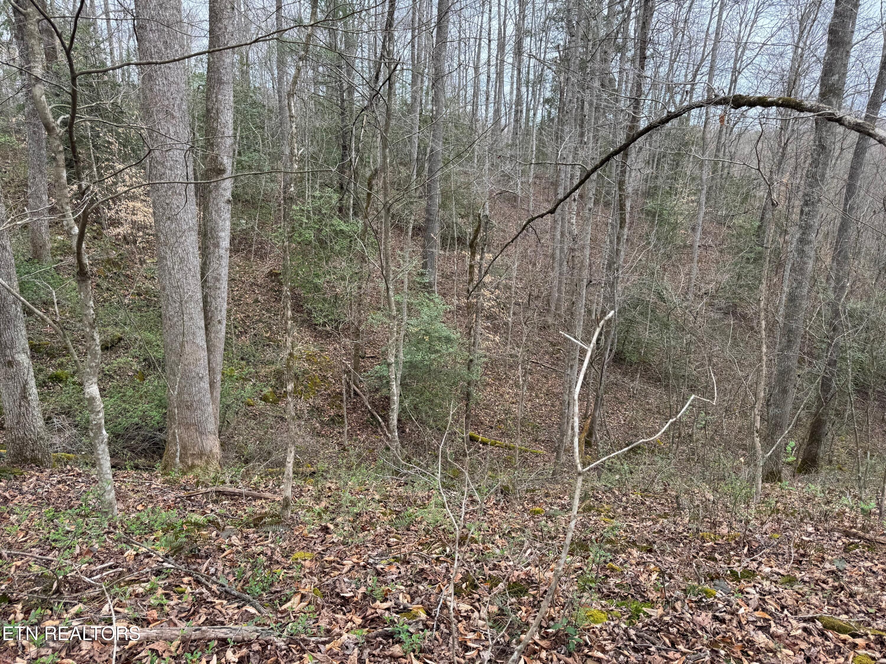 Honey Creek Loop Road Allardt, TN 38504 - Photo 4 of 11 honey creek 1
